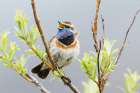 Bluethroat male singing on his summer territory in arctic tundra of the Seward Peninsula. Alaska Art Print